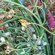 Image result for Lintonia nutans