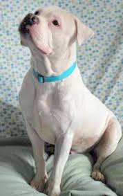 Aggressive marketing using seo, social media and website design since 2008. Trace Is A Big Bulldog Who Is A Big Baby At Heart Rome Daily Sentinel