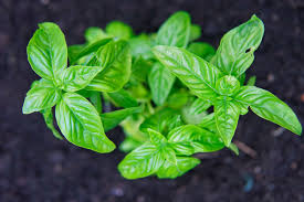 Stacks of potting soil, bricks or lumber, up against the side of your house are likely to become pathways, where the termites build mud tunnels to use in. 16 Plants That Repel Unwanted Insects Including Mosquitoes