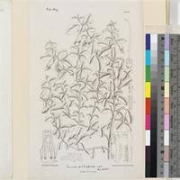 Image result for Tinnea aethiopica