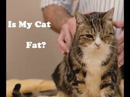 Including how to tell whether your cat is overweight, and the best advice for helping him to slim back down. Pin On Animals
