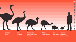 Kiwi Emu Birds That Cannot Fly Big Birds Can T Fly Big Birds In Perspective Nature Pbs Big Bird Birds Flying Birds