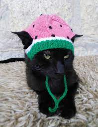 Watermelon Hat For Cat Knitted Watermelon Pet Costume Cat Outfit Feline Accessory Hat For Cat Pet Costumes Cat Pet Costumes Cat Clothes