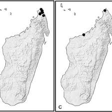 Image result for Afroqueta