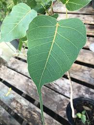 Image result for Ficus religiosa