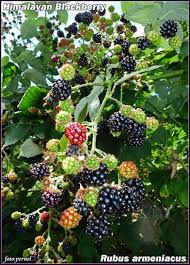 Blackberry ‘Himalayan Giant’