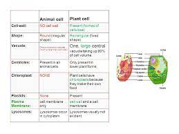 Do animal cells have irregular shapes. Animal Cell And Plant Cell Characteristics Cell Facts All Living Things Are Composed Of Cells Cells Are The Basic Unit Of Structure And Function Of Ppt Download