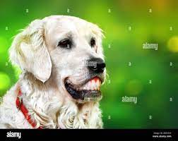 Golden retriever white hi-res stock photography and images - Alamy