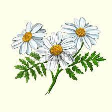 Daisy Vector Illustration Hand Drawn Painted Watercolor Daisy Chain Tattoo Daisy Flower Tattoos Daisy Drawing