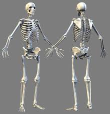 It is the most complete reference of human anatomy available on web, ipad, iphone and explore over 6700 anatomic structures and more than 670 000 translated medical labels. Lowpoly Skeleton Anatomy 3d Model