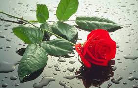 images?qtbnANd9GcTc7d9ZDF0EXN6bUusktoRtXFPUYpEsh8lp1fsYQu2jwNGVq6aH