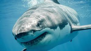 With a better understanding of these interactions we can minimize the risk of being injured by a shark and concentrate on the. Save The Sharks