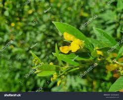 Image result for Vigna umbellata