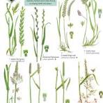 Grasses guide