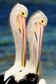 Sea Bird With Big Mouth Bird Behavior Wild Birds Bird Beautiful Birds
