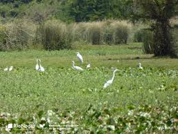Entornos de desarrollo ebook online epub. Ambiente Y Restauracion De Ecosistemas Intendencia De Rio Negro Gobierno Departamental
