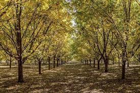 Check spelling or type a new query. Pawnee Pecan Trees For Sale Fastgrowingtrees Com