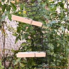 Maybe you would like to learn more about one of these? How To Prevent Birds From Eating Your Tomatoes Ginger And Scotch