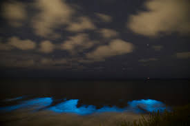 Jun 17, 2021 · red tide is a harmful algal bloom that primarily occurs on the gulf coast of florida and leads to fish kills, as well as breathing and other health problems for people near the coast. Red Tides In California California Sea Grant