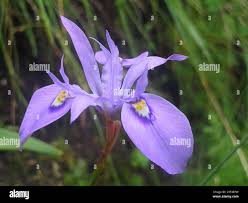 Image result for Moraea elliotii