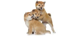 Shiba inu price depends on various factors such as lineage, sex, and types of registration. 1 Shiba Inu Puppies For Sale In New York Uptown Puppies