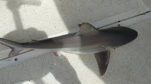Simple Step By Step Guide To Cleaning And Filleting A Bonnet Head Shark | | Bonnet  Head Sharks - Youtube