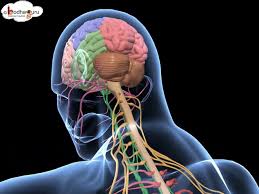 Central and longitudinal nervous systems b. Biology 3d Animation Human Nervous System Overview Senior English Youtube