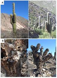 Indoor plants cactus and succulent plants is a house plants app. A Protocol For Health Assessment Of Cacti Populations A Case Study From Northwestern Argentina Sciencedirect