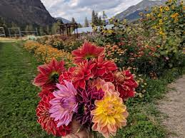 Maybe you would like to learn more about one of these? Meet Our Local Montana Flower Farmers Earth Within Flowers