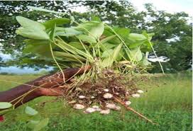 Image result for Vigna subterranea