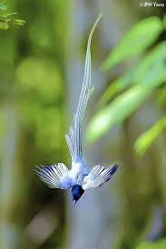 Oiseau Oiseaux Exotiques Beaux Oiseaux Oiseaux Colores