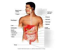 Overview Of The Digestive System Diagram Quizlet