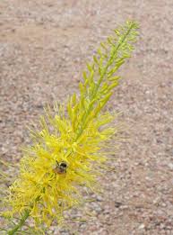 Image result for Cineraria pinnata