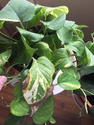 Pothos Problems Pothos Plant Care Pothos Plant Plant Leaves Turning Brown