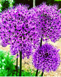 We did not find results for: Allium Flower Allium Flowers Bulk Flowers Online Wholesale Flowers