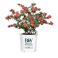 Proven Winners Double Take Pink Storm Colorchoice Chaenomeles 1 Gal Quince Shrub Chaprc0036101 The Home Depot Chaenomeles Flowering Quince Pink Spring Flowers