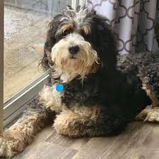 We connect you directly to hundreds of puppies that you can choose from. Buckeye Ridge Bernedoodles Bernedoodle Bernedoodle Puppy Therapy Dogs