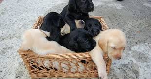 The Are 1 Too Many Puppies In This Basket Elizabeth I Need You To Take Me Home Chiot Trop Mignon Chien Chiot