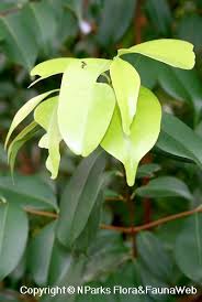 Image result for Syzygium niassense