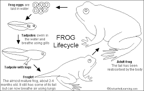 Frogs have large, muscular back legs that allow them to jump great. Frog Quiz Printout Enchanted Learning Software