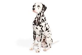 Since these sweet puppies are an unusual mix of collie and great pyrenees these pups will be dalmation dog photo | above search our dog breeds section to find dalmatian puppies dogs and. Dalmatian Dog Breed Information