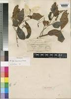 Image result for Allophylus chaunostachys