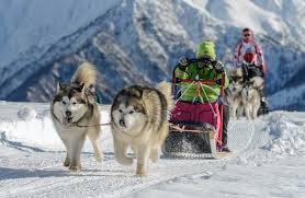Little playful children playing with pedigree pretty dog. Giant Alaskan Malamute Does This Breed Exist All Things Dogs All Things Dogs