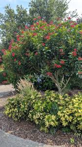 Image result for Jatropha