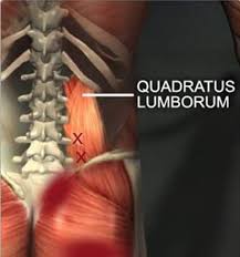 It is tight in a lot of people with low back issues and needs addressed. What Is The Ql Muscle Fire Engineering