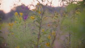 Maybe you would like to learn more about one of these? Hickory Valley Farms 1374 Hickory Valley Road Maynardville Tn 2021