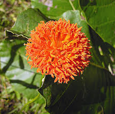 Image result for Greyia