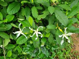 Image result for Tabernaemontana odoratissima