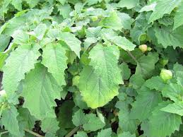Image result for Physalis pubescens