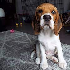 United kennel club (ukc) is an international dog registry celebrating bonds, rewarding ability, and preserving the value of a pedigree. Meet 12 Week Old Ella Any Tips On Toilet Training This Little One Beagle